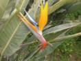 /album/fiori1/p3083353-2-jpg1/